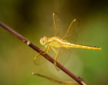 DSC 6643-denoiseraw-sharpen~2